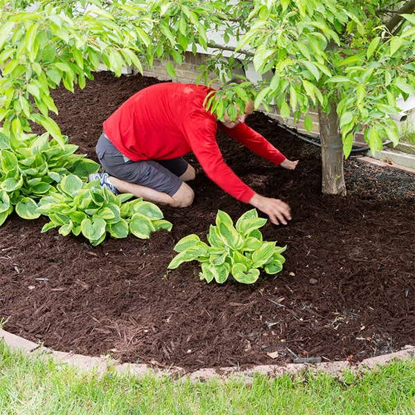 mulch installation can help improve soil moisture retention and prevent weed growth